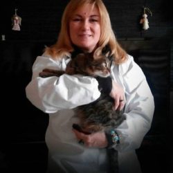 Ветеринарный кабинет «Зверье мое» в Екатеринбурге наши услуги