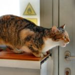 кот или кошка метит территорию - Ветеринарная клиника Зверье мое