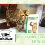 Акция кастрация и стерилизация кошек